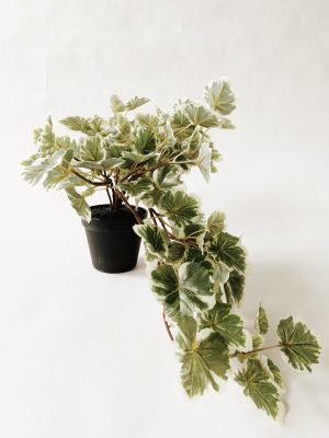 Pelargonia hengeplante 50 cm